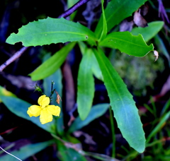 Goodenia decurrens