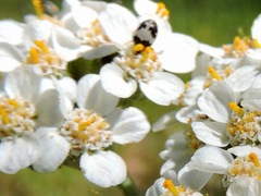 Anthrenus sophonisba