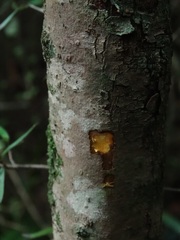 Coprosma linariifolia