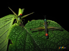 Paramastax duquei