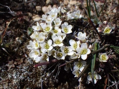 Cusickiella douglasii
