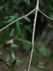 Coprosma linariifolia