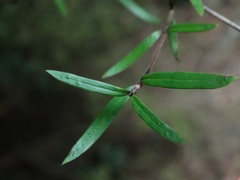 Coprosma linariifolia