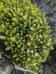 Ozothamnus ledifolius