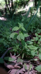 Campanula prenanthoides