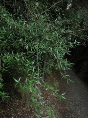Coprosma linariifolia