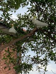 Cacatua galerita