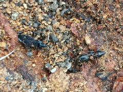 Eremocoris semicinctus