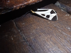 Dysschema centenaria