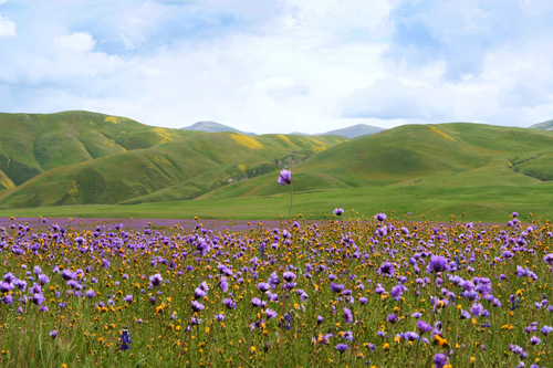 Wild Hyacinth (Dichelostemma pulchellum)