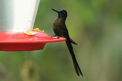 Aglaiocercus