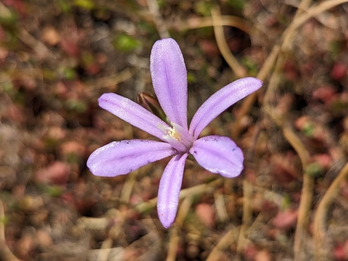iNaturalist observation photo of Appendage Brodiaea