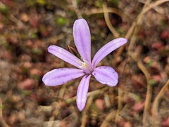 Brodiaea appendiculata