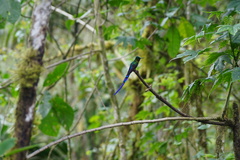 Aglaiocercus