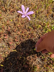 Brodiaea appendiculata