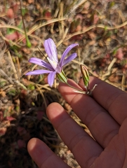 Brodiaea appendiculata