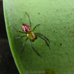 Alpaida variabilis