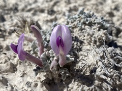 Astragalus phoenix