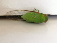 Dundubia