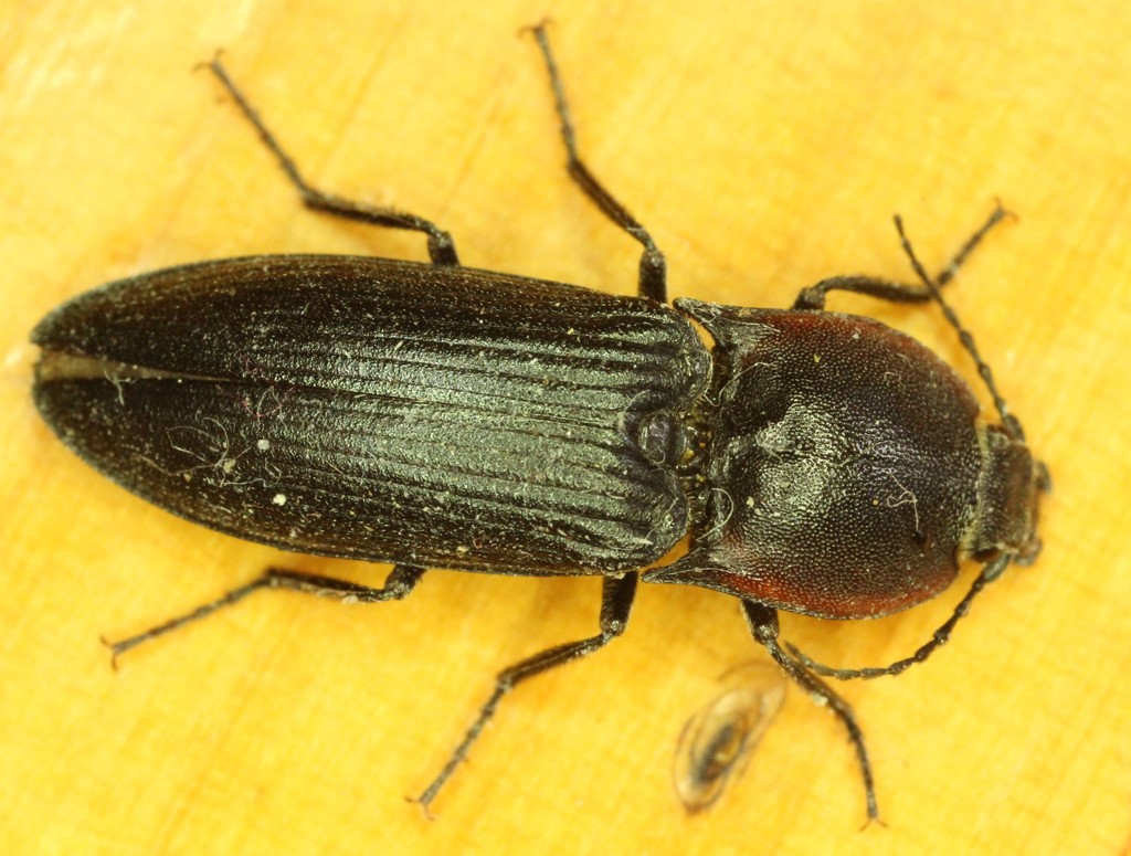 Selatosomus lateralis