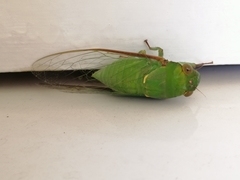 Dundubia