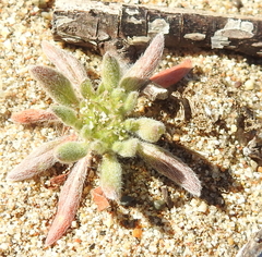 Chorizanthe cuspidata