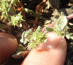 Chorizanthe cuspidata