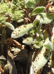 Uromyces intricatus