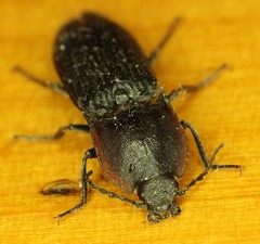 Selatosomus lateralis