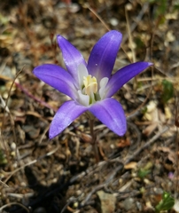 Brodiaea terrestris terrestris