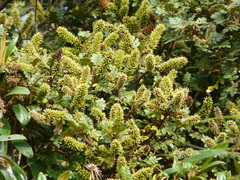 Weinmannia cymbifolia