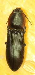 Selatosomus lateralis
