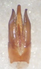 Selatosomus lateralis