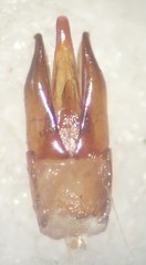 Selatosomus lateralis