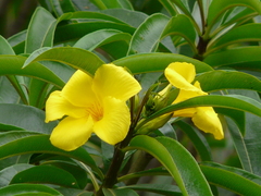 Allamanda weberbaueri