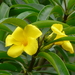 Allamanda weberbaueri - Photo (c) Bill Crins, some rights reserved (CC BY-NC), uploaded by Bill Crins