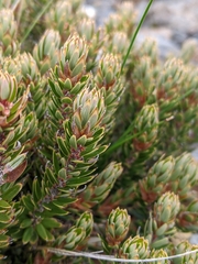 Planocarpa petiolaris