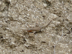 Microlophus arenarius