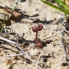 Dudleya brevifolia