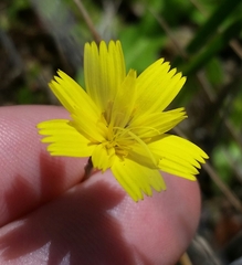 Leontodon saxatilis saxatilis