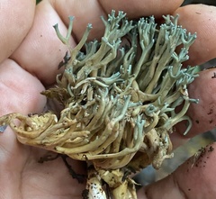 Phaeoclavulina cyanocephala