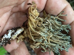 Phaeoclavulina cyanocephala