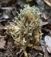 Phaeoclavulina cyanocephala