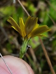 Leontodon saxatilis saxatilis