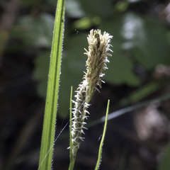 Carex gynodynama