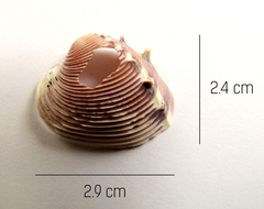 Hysteroconcha lupanaria