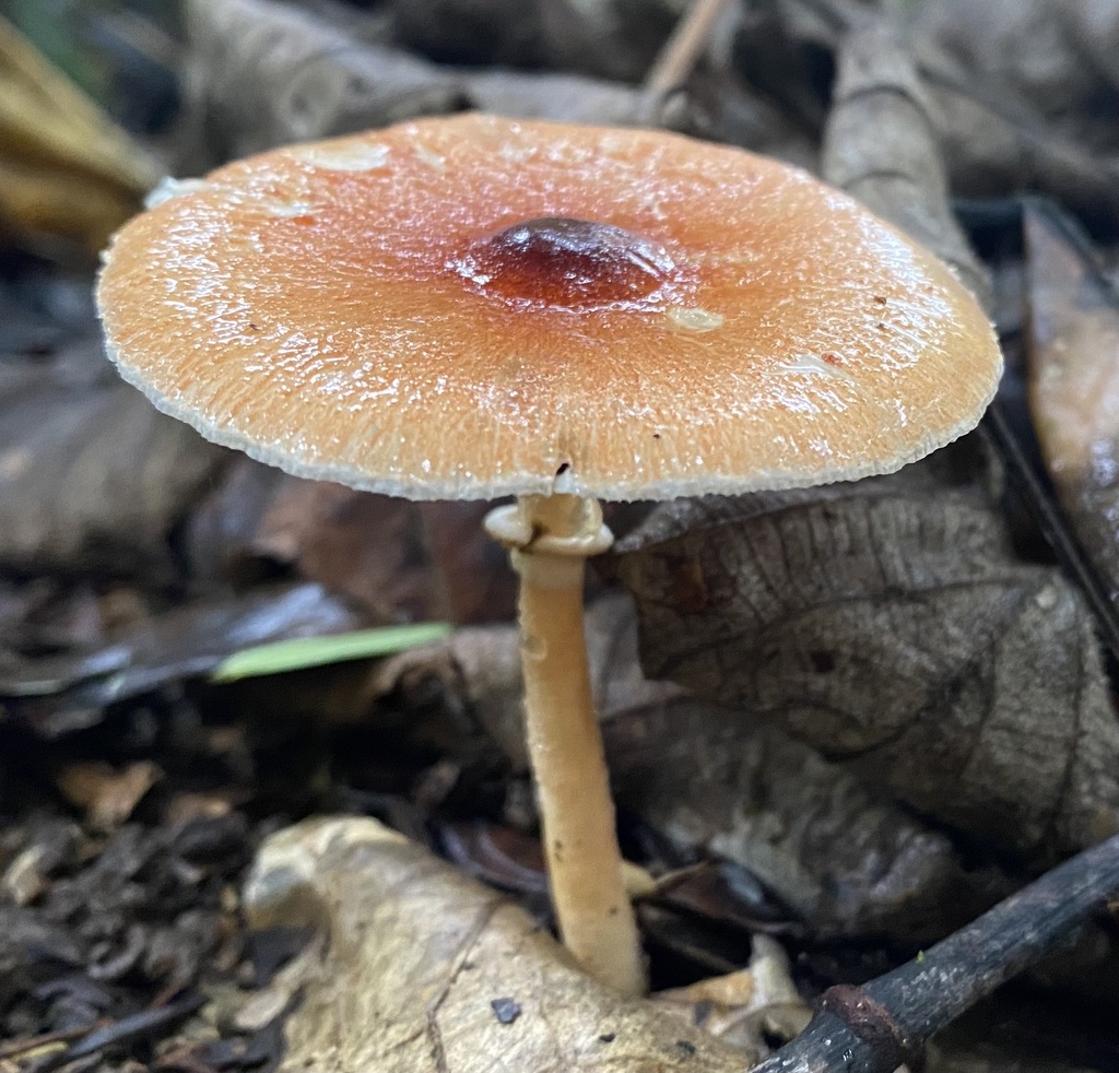 Leucoagaricus rubrotinctus · March 2022 · photo: © heimatlos (iNaturalist, cc0)