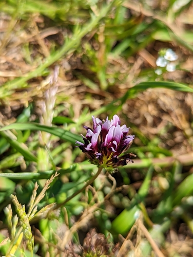 iNaturalist observation photo of white-tipped clover