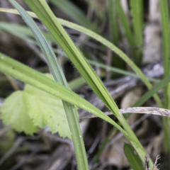 Carex gynodynama