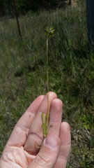 Leontodon saxatilis saxatilis